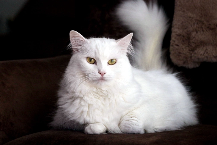 long-haired cat grooming