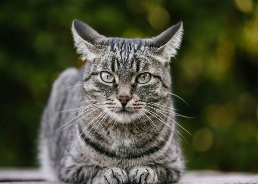 are gray tabby cats friendly