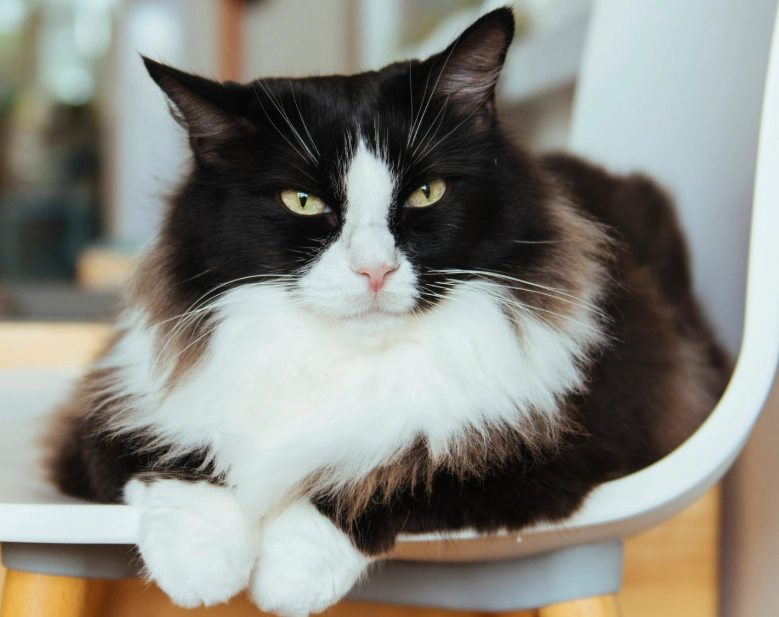 are tuxedo cats friendly