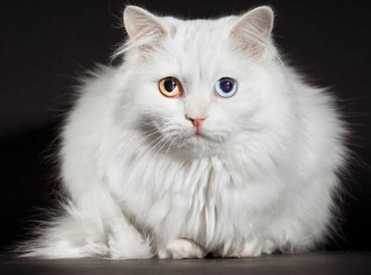 Persian Angora kitten