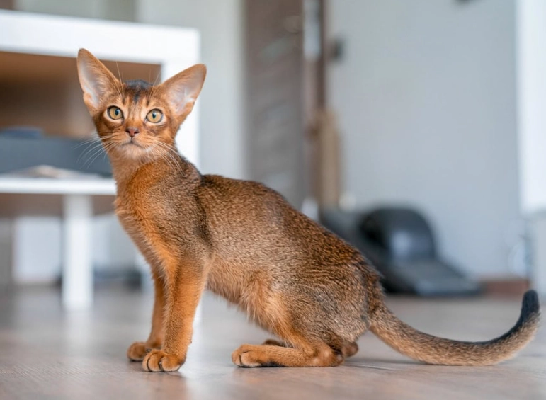 Abyssinian cat coat colors Abyssinian cat coat colors