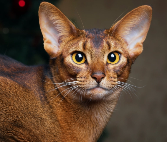 Abyssinian cat behavior