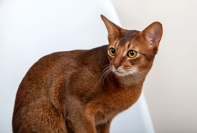 Abyssinian cat coat colors Abyssinian cat coat colors
