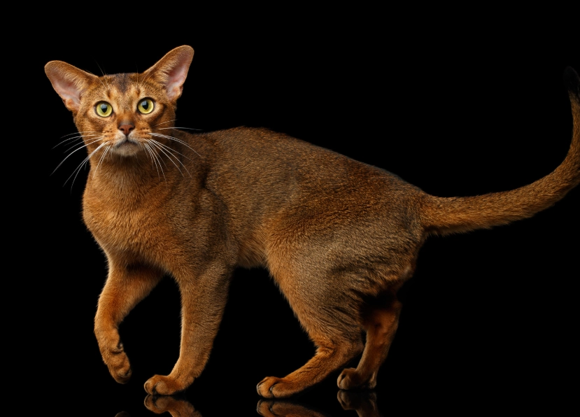 white Abyssinian cat