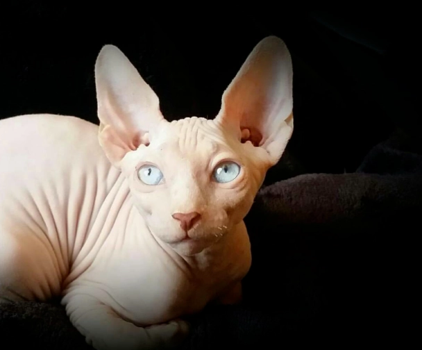 hairless cat breeds
