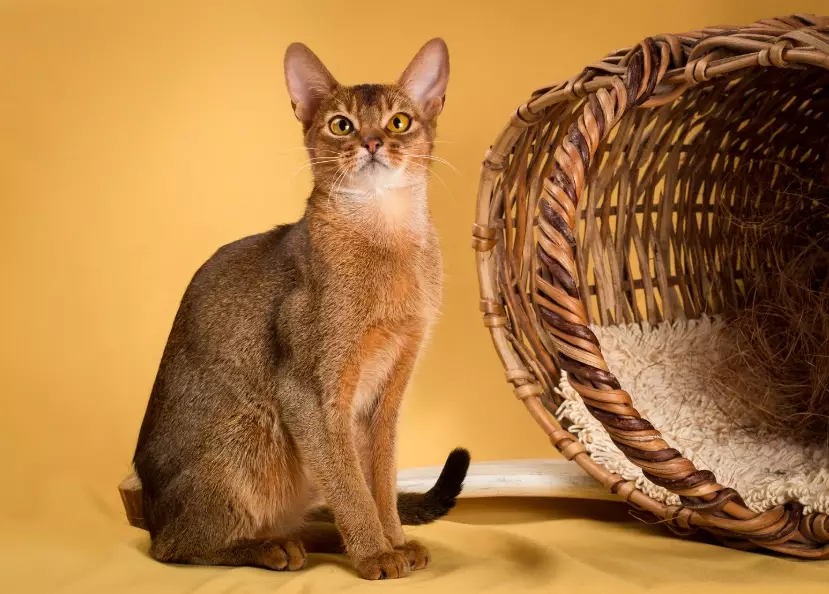 Abyssinian cat traits