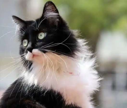 tuxedo cat