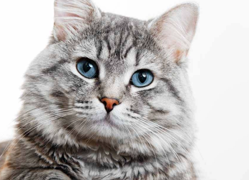 gray tabby cat personality