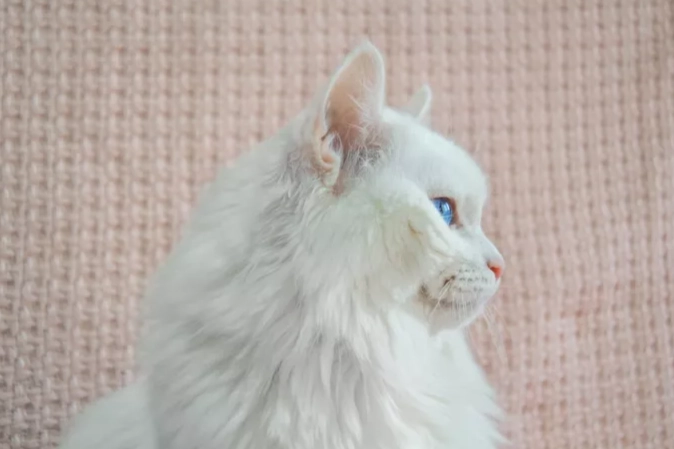 short haired Angora cat