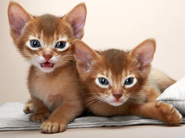 types of Abyssinian cats types of Abyssinian cats