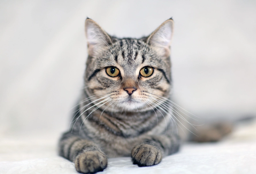 tabby cat temperament