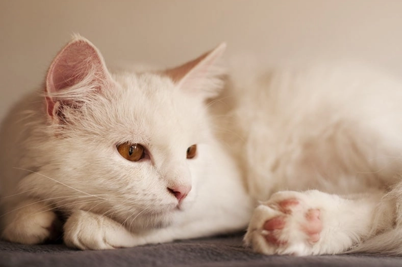 How to identify a Turkish Angora cat