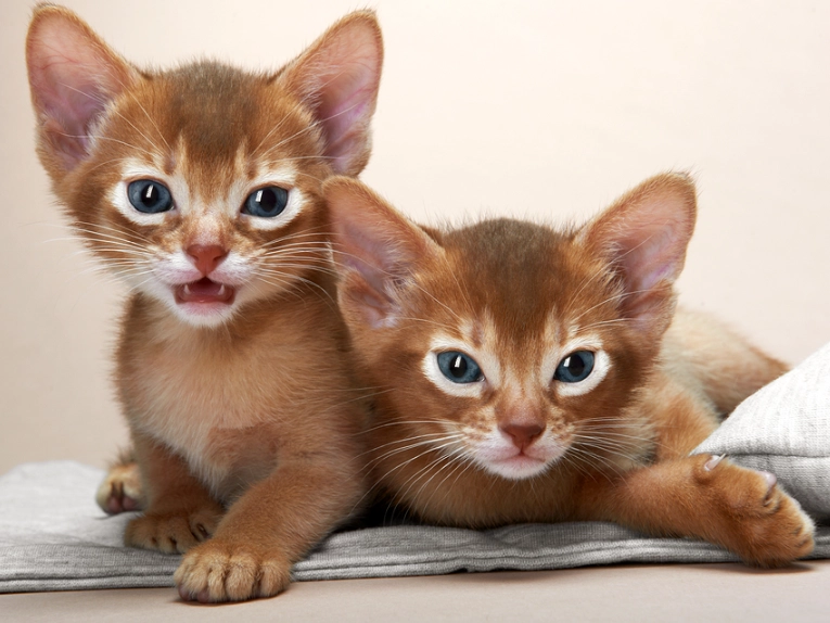 rare Abyssinian cat