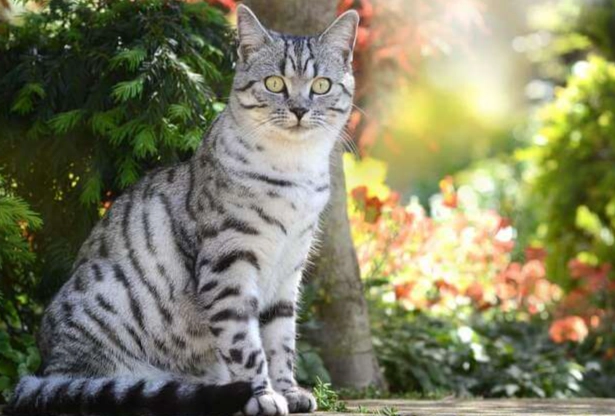 what is a silver tabby