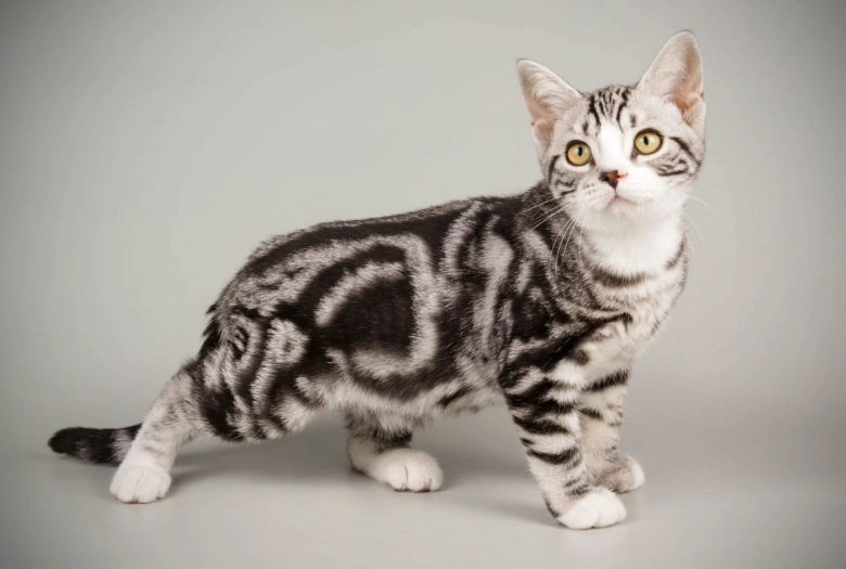 what is a silver tabby
