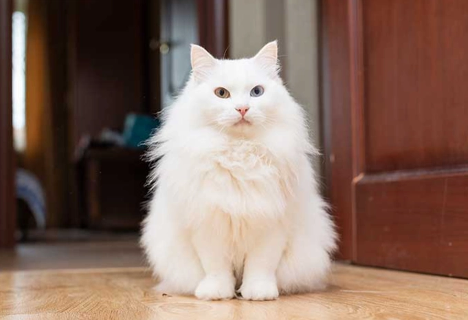 Persian Angora kitten
