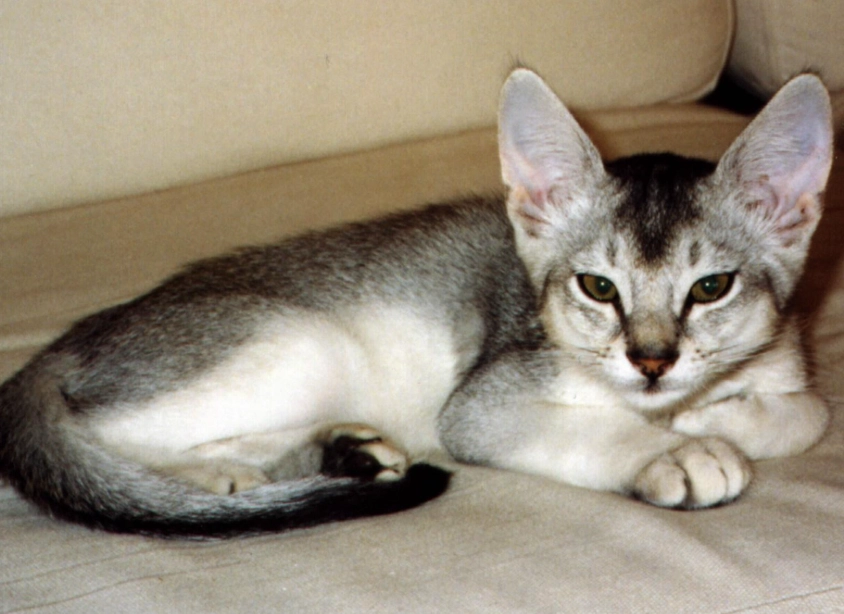 Abyssinian cat personality