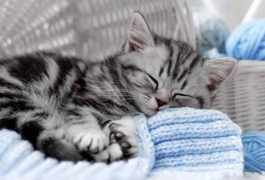 gray tabby cat personality