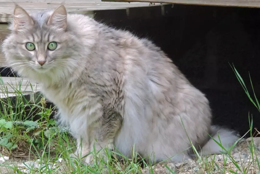 Are Angora cats expensive