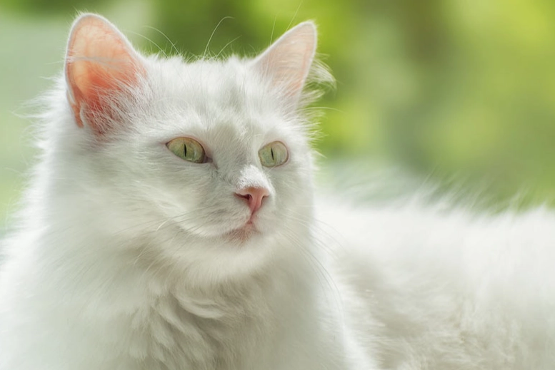Black longhaired cat