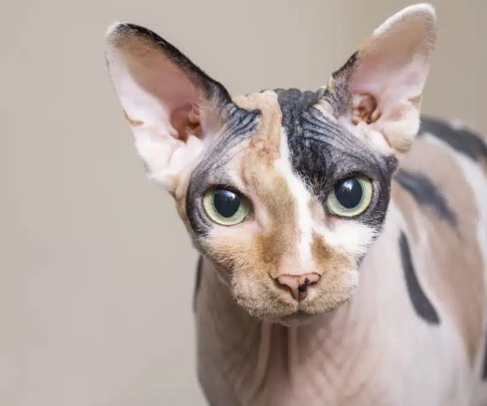 Sphynx cat