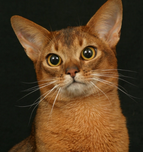 rare Abyssinian cat