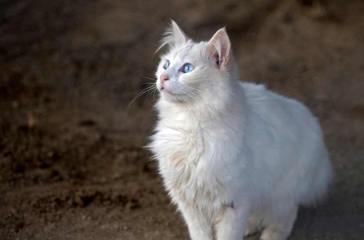 long-haired cat grooming