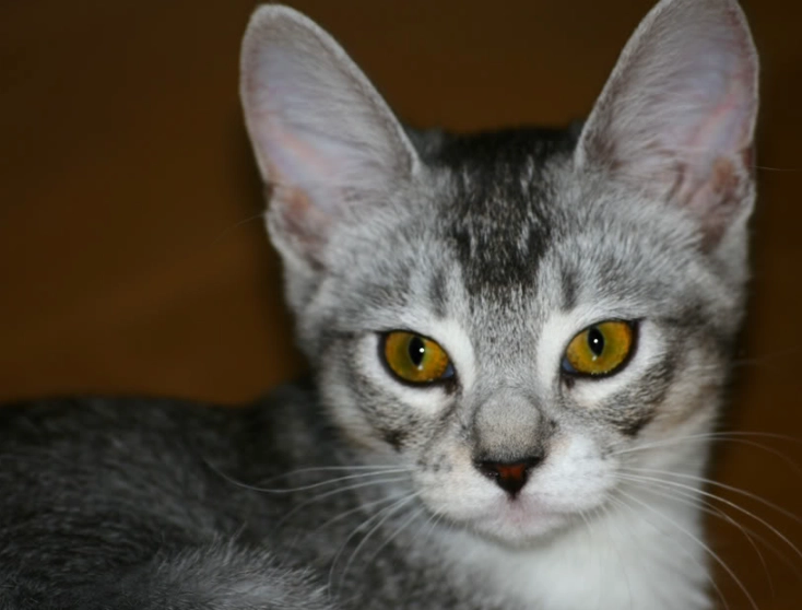 Abyssinian cat personality