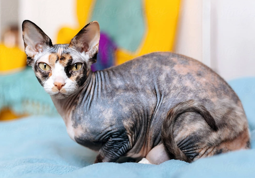 hairless cat price