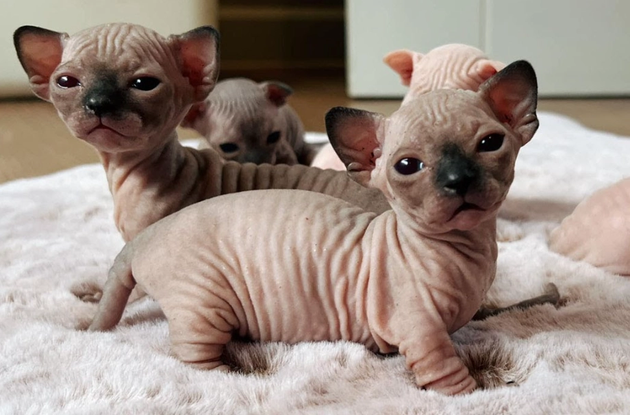 hairless cat price