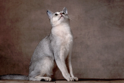 Abyssinian cat colors