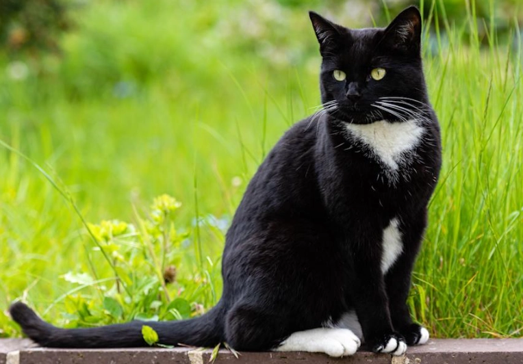 tuxedo cat personality