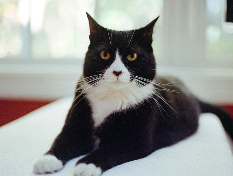 black and white cat breed