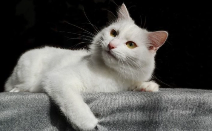 Persian Angora kitten