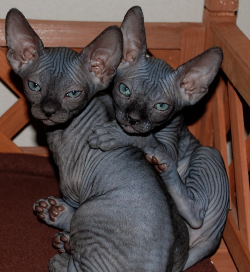 hairless cat kitten