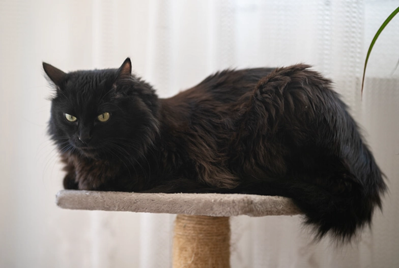 Black Angora Cat