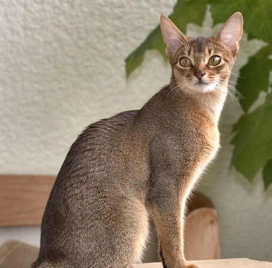 Abyssinian cat colors