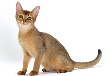 white Abyssinian cat