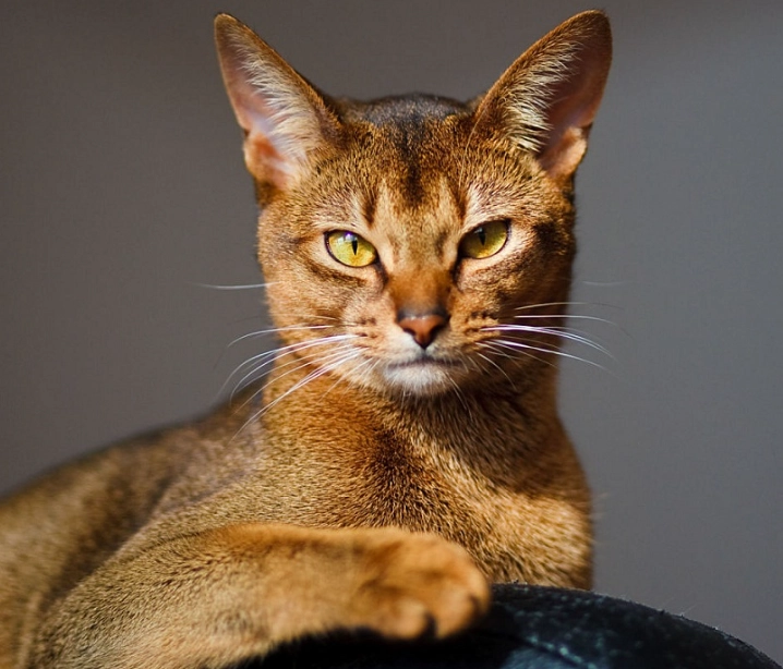 Abyssinian cat behavior