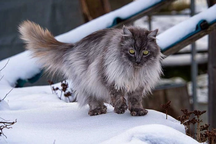 long-haired cat grooming