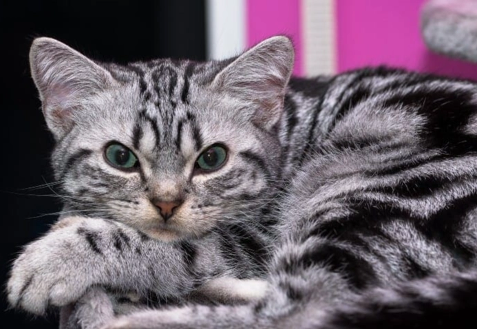 What kind of cat is a silver tabby?
