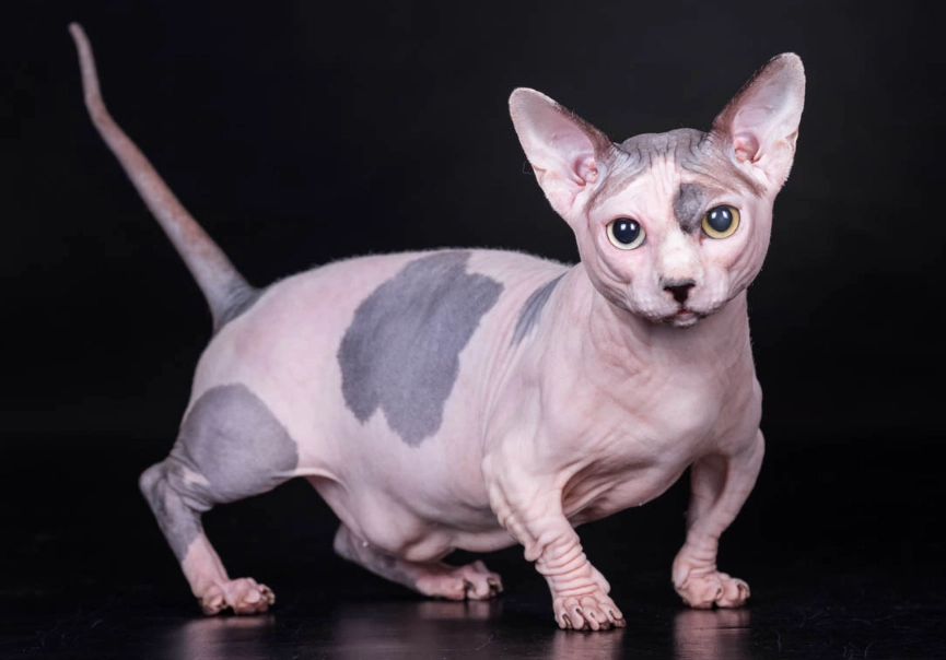 hairless cat care