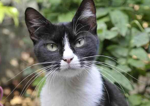 tuxedo cat personality