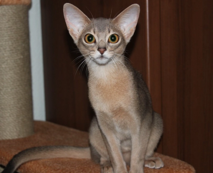 Abyssinian cat care