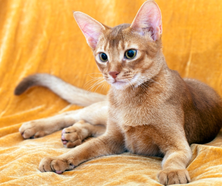 orange Abyssinian cat