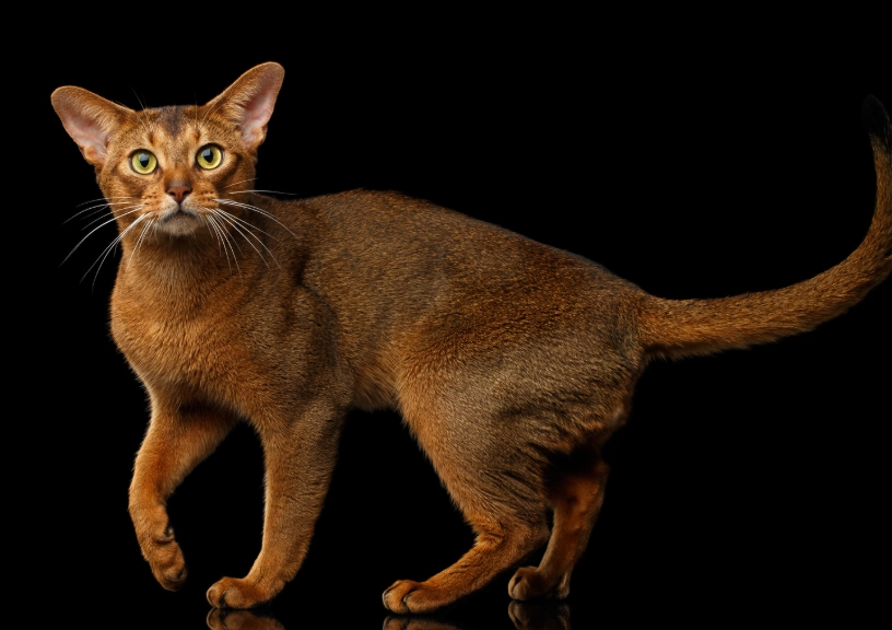 Abyssinian cat coat colors