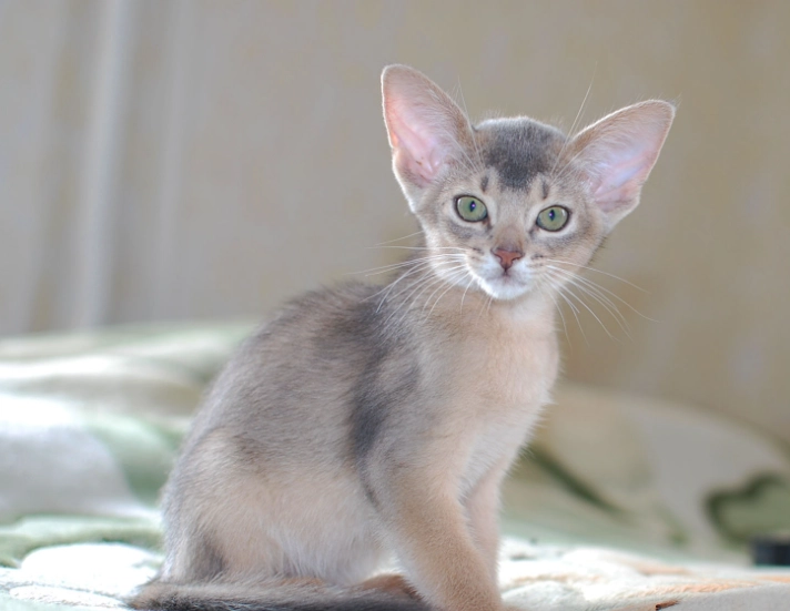Abyssinian cat care
