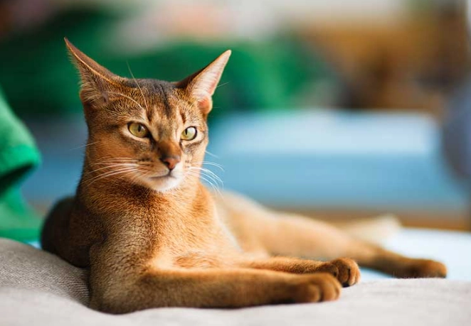 Abyssinian cat allergies