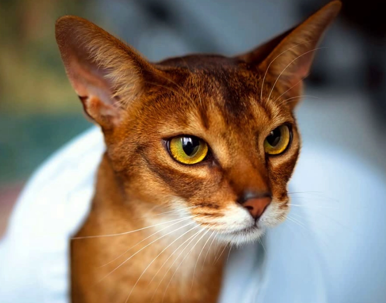 Abyssinian cat allergies