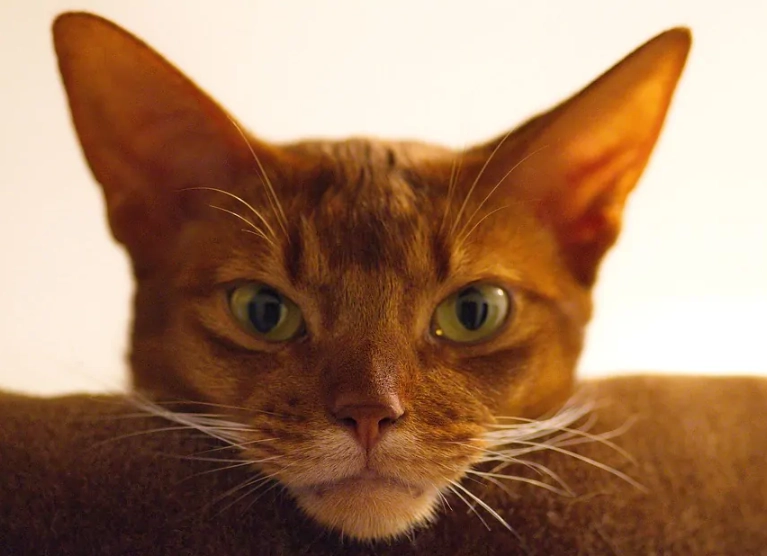 hypoallergenic cat breeds